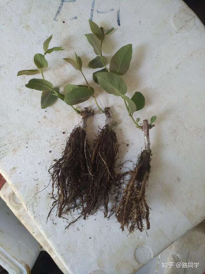 金银花种苗怎么培育?如何扦插繁殖和移栽?