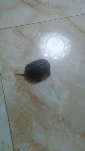 乌龟为什么不会爬了 v2-cc6d8de325963152945daf70b18f3c27_720w.jpg?source=1940ef5c