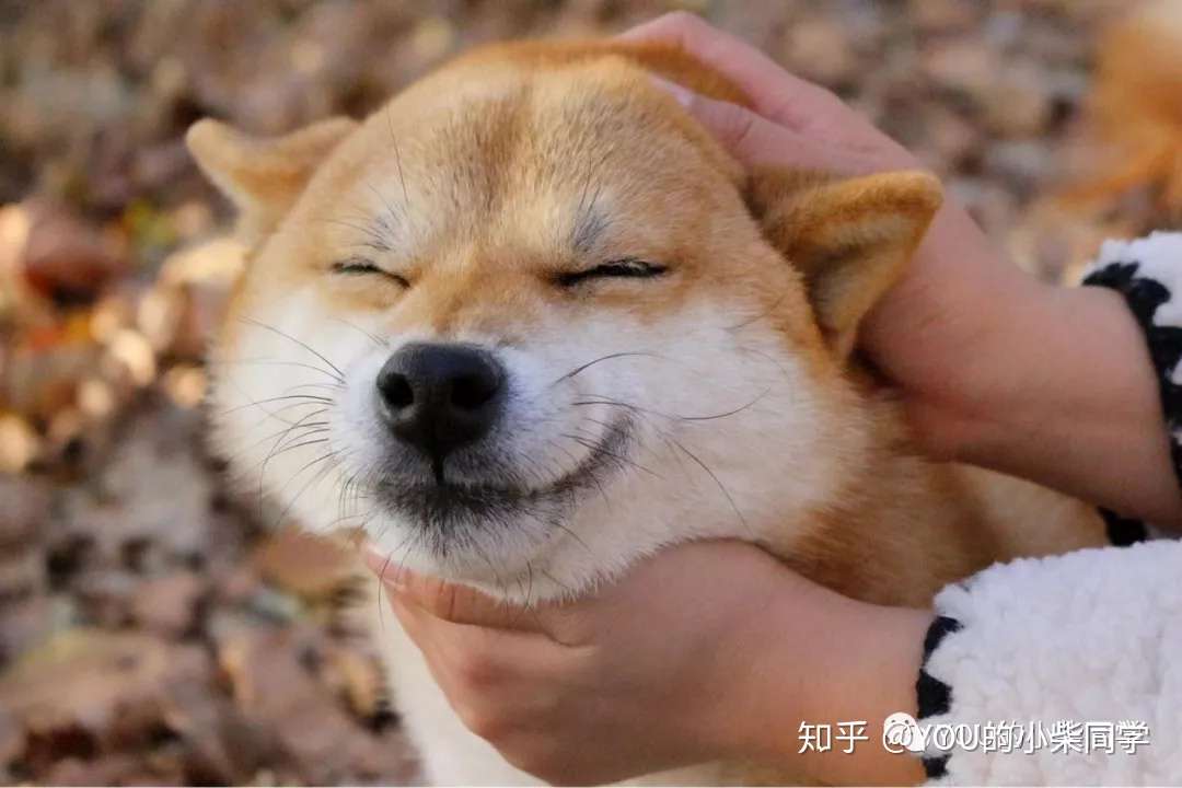 柴犬性格怎么样 柴犬性格特点大揭秘 知乎