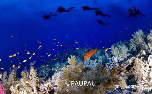 海洋污染究竟有多严重 连珊瑚都要 搬家 了 知乎