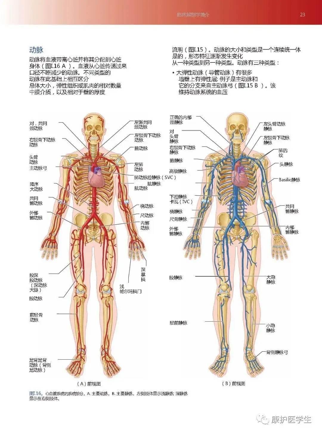 免费领取| 临床解剖学精要（第五版）【中、英文版】 - 知乎