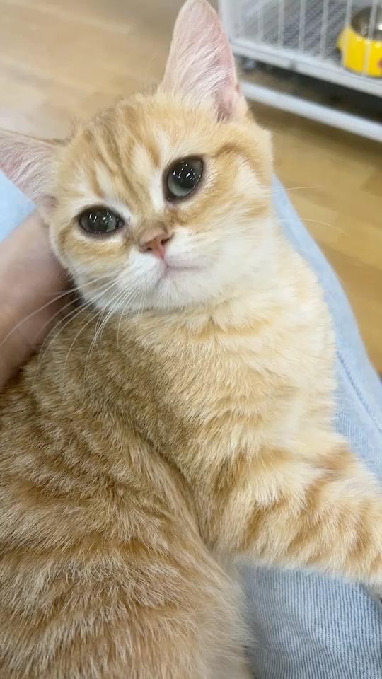 想问一下这算是金渐层ny23 鱼骨纹猫吗?