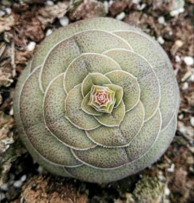 thirtyeight巴景天科青锁龙属