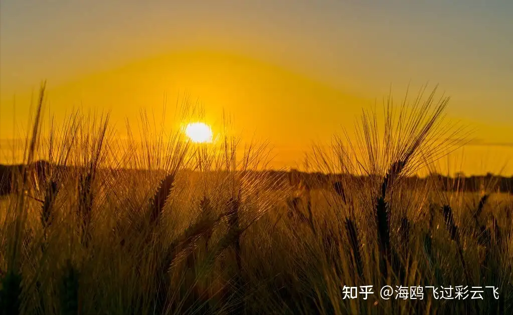 送陈章甫》 李颀〔唐代〕 四月南风大麦黄，枣花未落桐叶长。 青山朝别