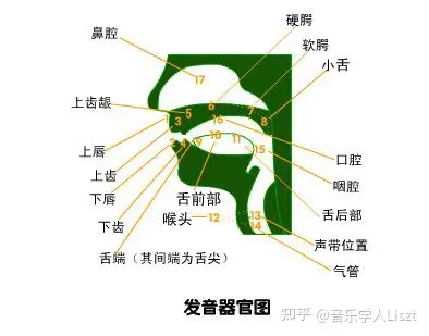 咽腔共鸣示意图图片