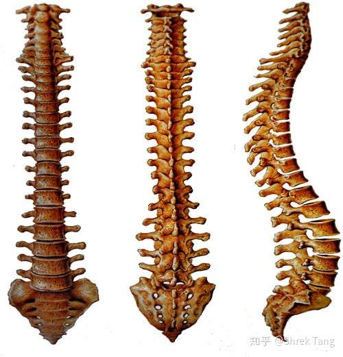 脊柱的整体观 - 知乎