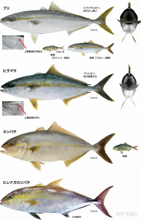 鰤鱼 新年到了 我想吃鰤鱼 馅儿的饺子了 知乎