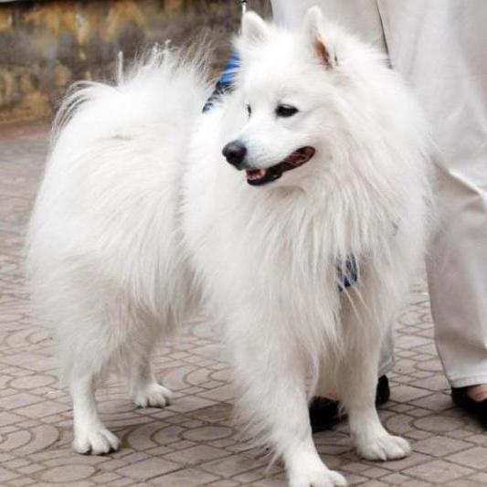 日本银狐犬起源于日本1920,第一次出现是1921东京dog show(狗狗展示)