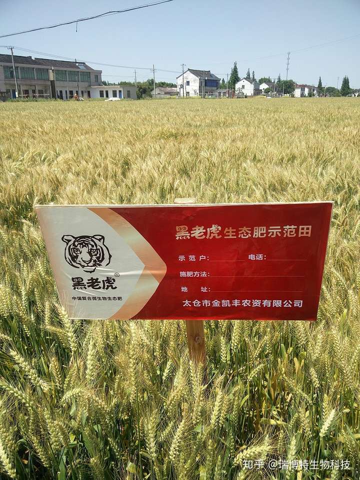 小麦施什么肥料最好小麦高产施什么肥料比较好