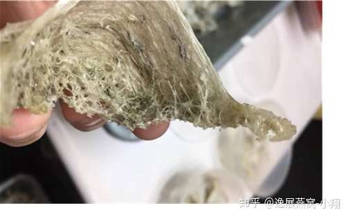 燕窩發黴了還能吃嗎?發黴燕窩長什麼樣? - 知乎