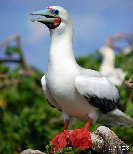 科普 翱翔在中国海空的 三剑客 知乎