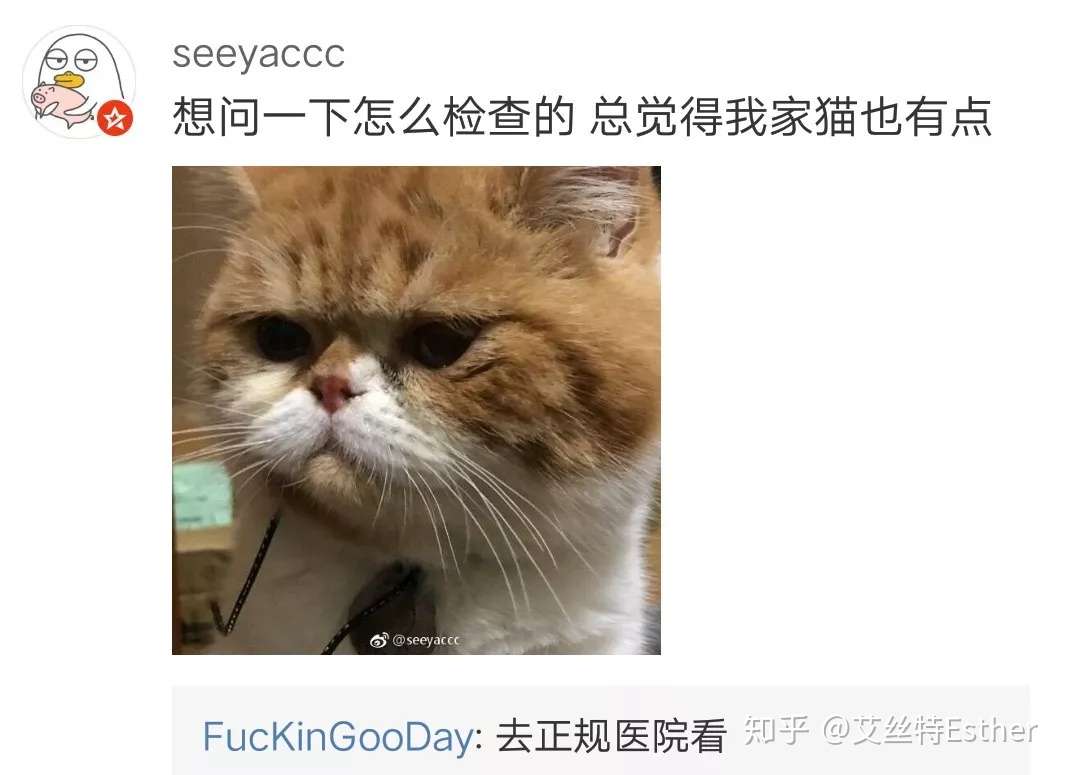 猫也会有 弱智 知乎