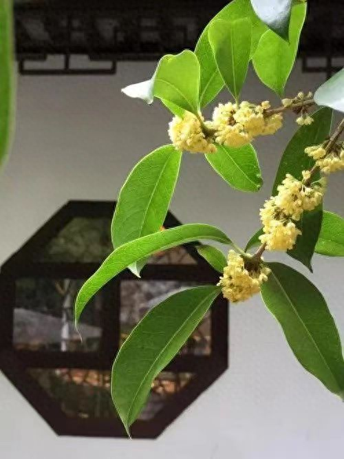 诗词荟萃——慧观圣君作品欣赏