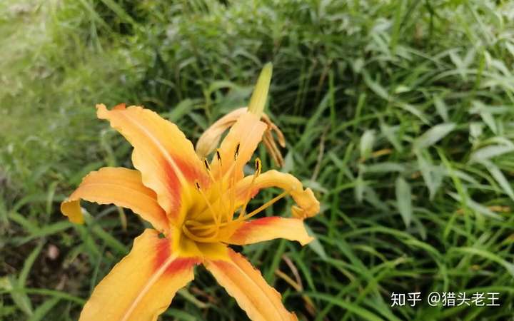 raw-image