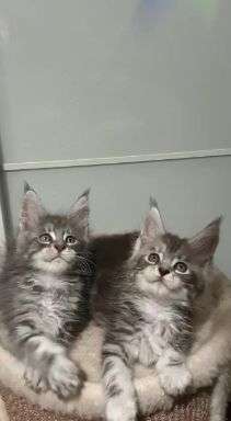 v2-cf9f4589b6139c657f16e7c98b07dffe_720w.jpg?source=1940ef5c