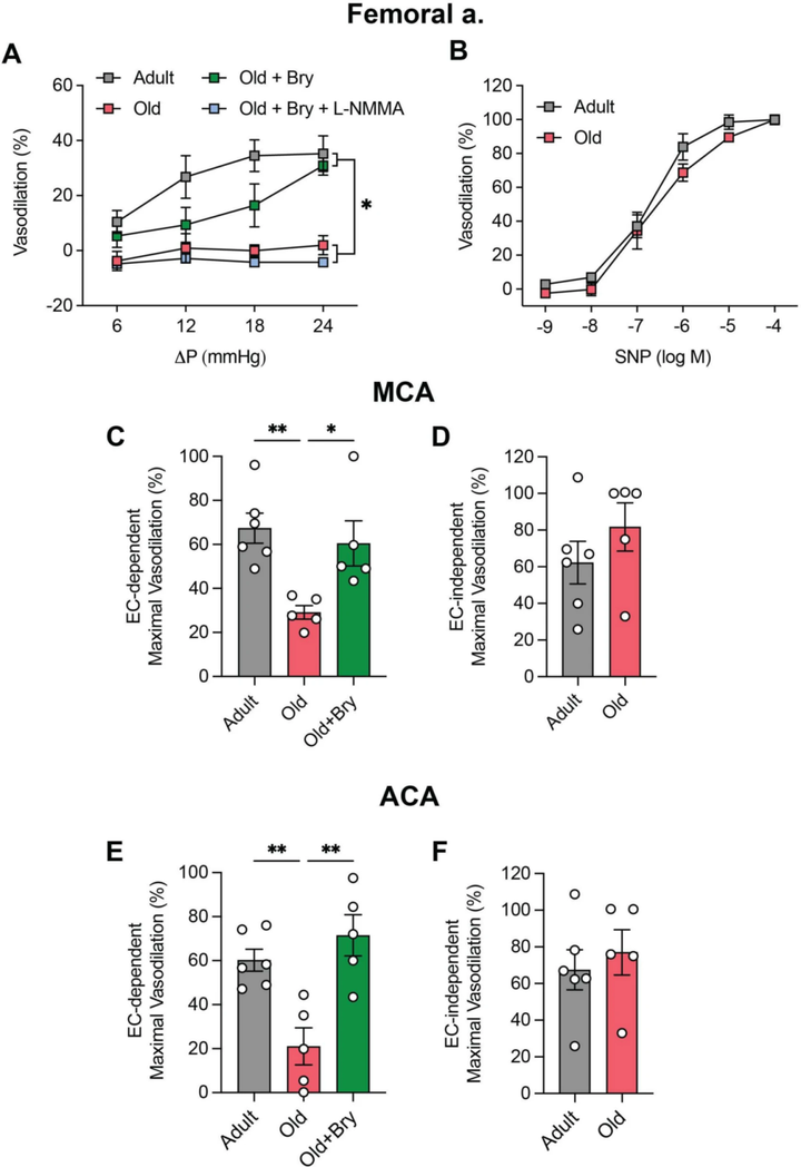 苔蘚抑素-1(Bryostatin-1)通過抑制內皮細胞自噬改善動脈功能 苔蘚抑素-1(Bryostatin-1)通過抑制內皮細胞自噬改善動脈功能