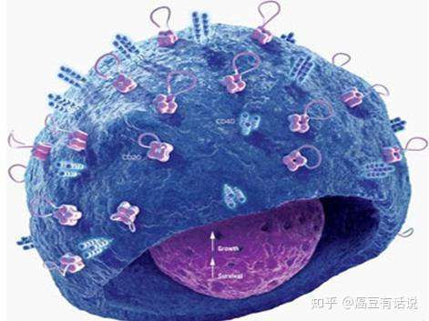 免疫细胞界的司职先锋nkt细胞患者缓解癌症进展