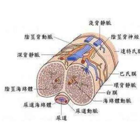 阴茎背神经阻断术