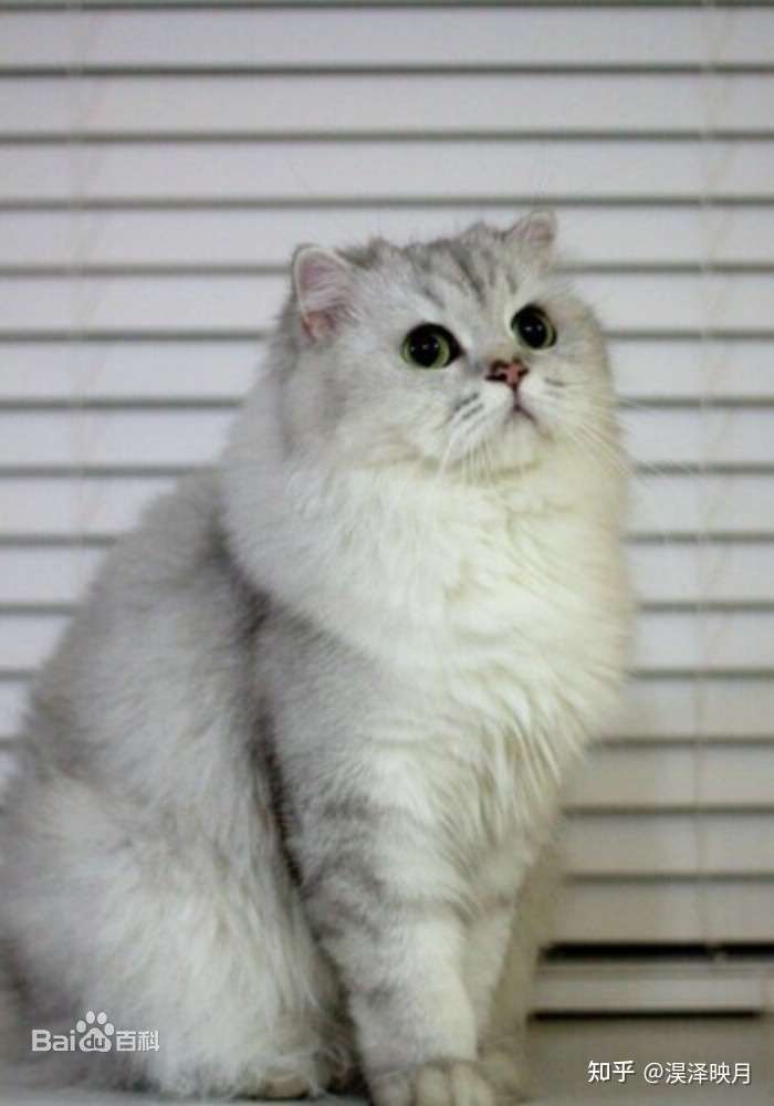 请问这个小猫是什么品种