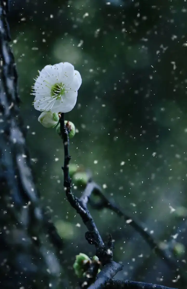 快来看（莘庄赏梅习俗非遗）莘庄梅园可以观赏到梅花吗多少钱 第4张