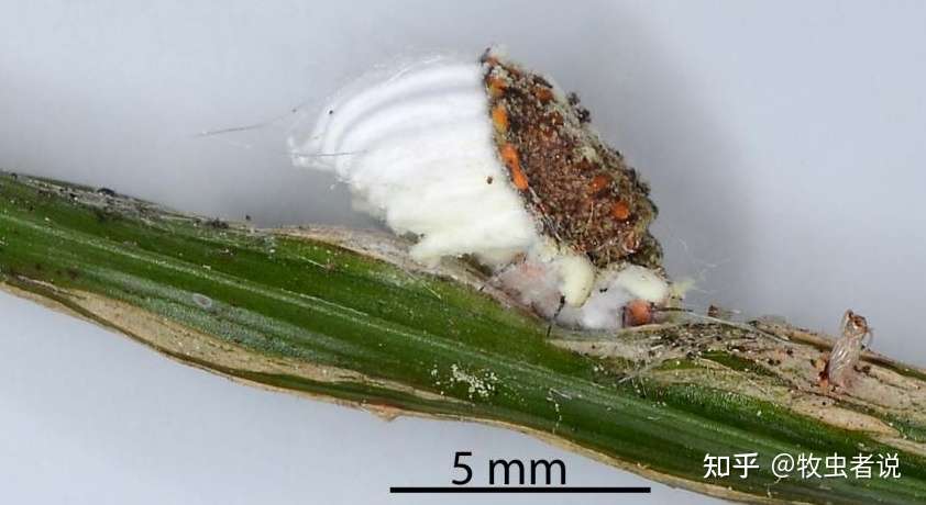 柑橘介壳虫形态各异 奇怪得不像一类虫 不慌 教你辨认 知乎