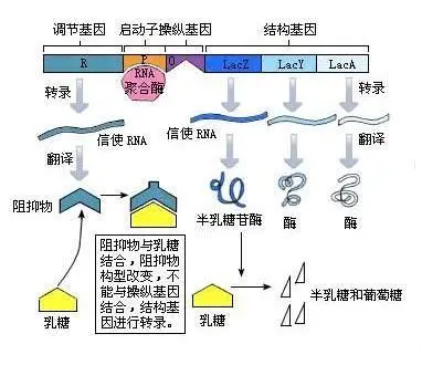 分子克隆——蓝白斑筛选