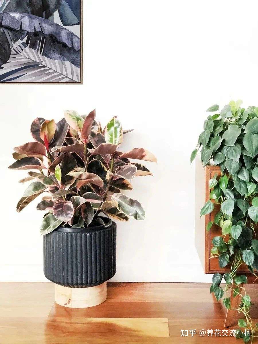 5种自然美观的大型盆栽绿植 适合养在大客厅里 知乎