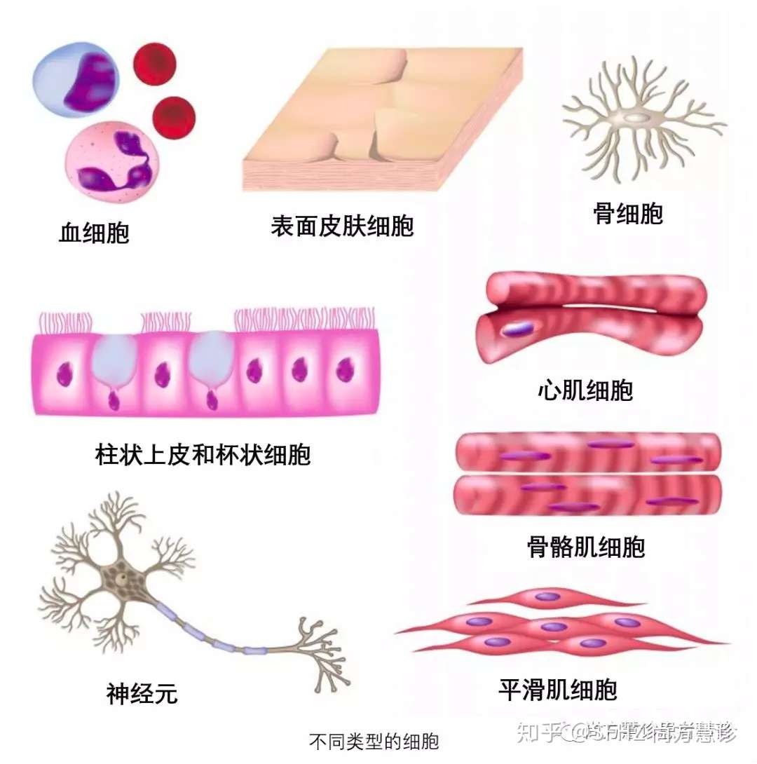 癌症到底有多少种 知乎