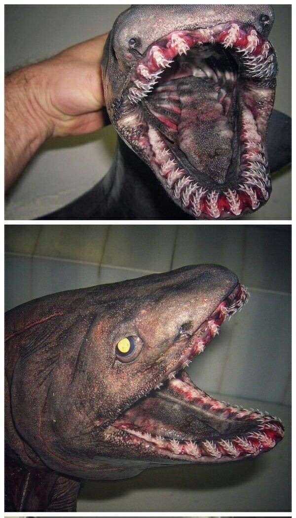 旋齿鲨的齿排列方式思考?