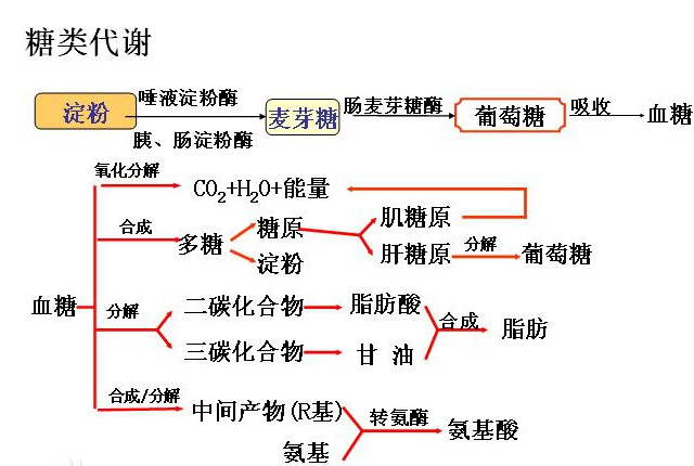 糖脂转换图图片