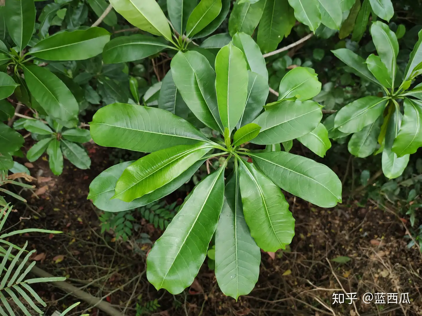 半红树植物（夹竹桃科） - 知乎