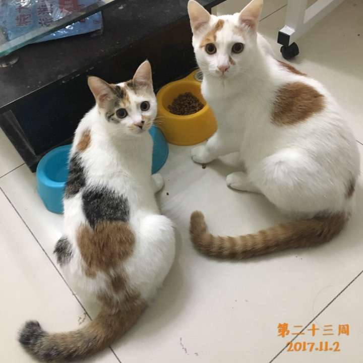 养猫与养孩子的区别在 知乎