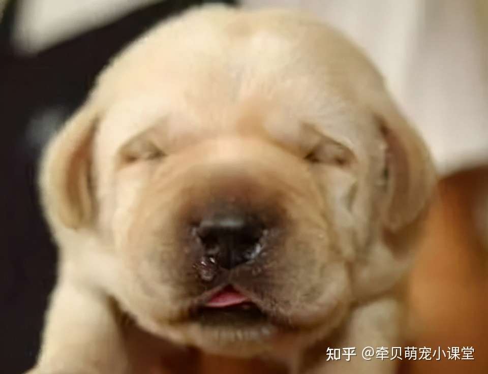 导致狗狗吐白色粘液的5大原因 知乎
