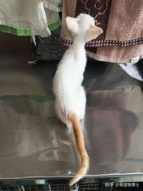 中华名猫大全 金簪插银瓶 古代名猫花名册 知乎