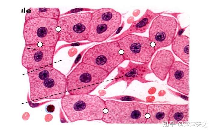 怎么理解肝细胞具有三种不同的界面
