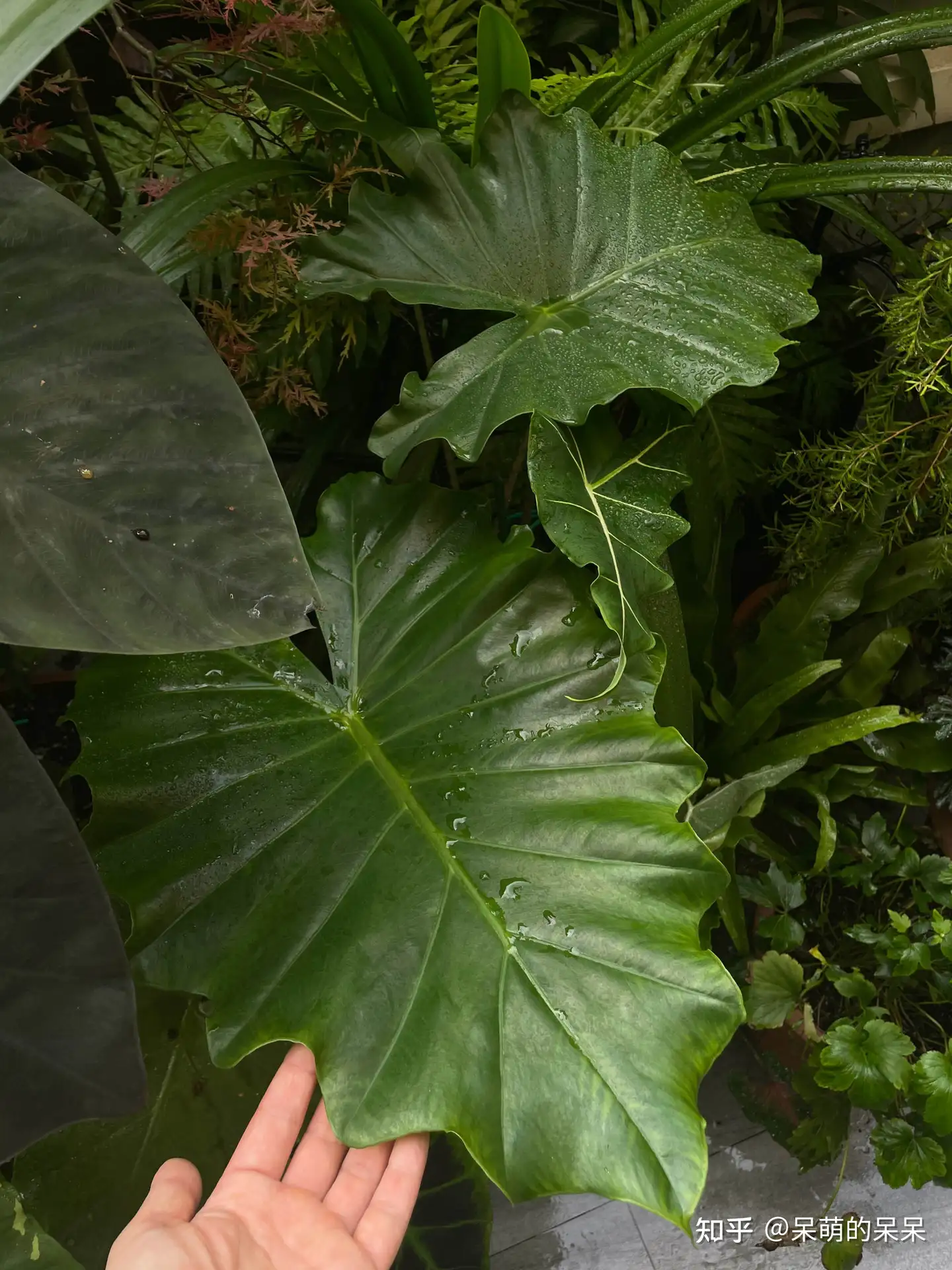 有些很小众 但真的好看的室内绿植推荐清单 春节更要美美的 知乎