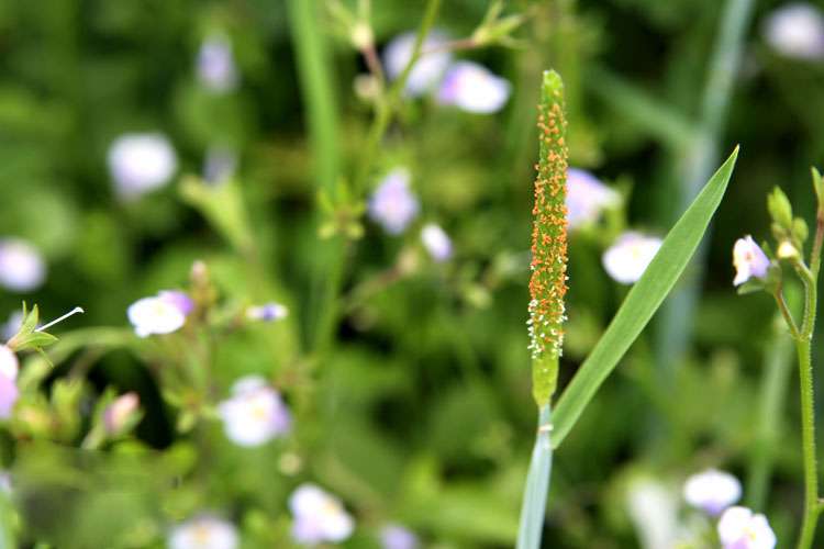 小时候的小野花小野草 你叫的出名字吗 知乎