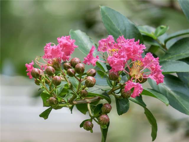 7月这10种正值花期的花 你最喜欢哪一种 知乎