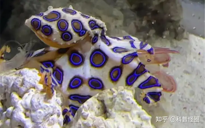 吃火锅吃出蓝环章鱼，海洋最毒生物之一，被咬了该怎么办？（吃蓝环章鱼会死吗）