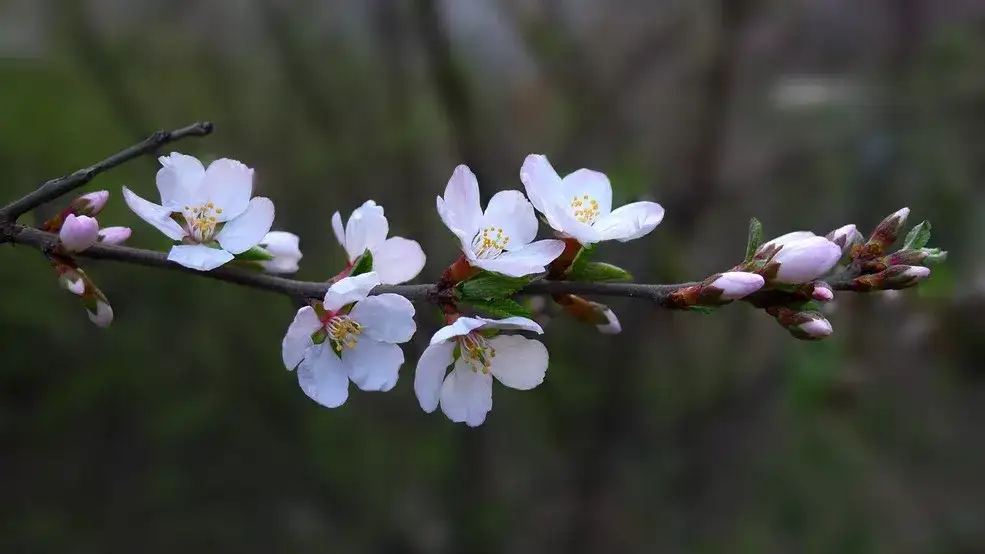 早春花卉的修剪整枝窍门 知乎