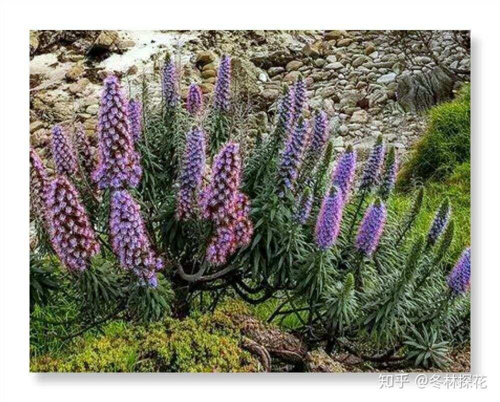 6月21日的生辰花 蓝蓟花 知乎