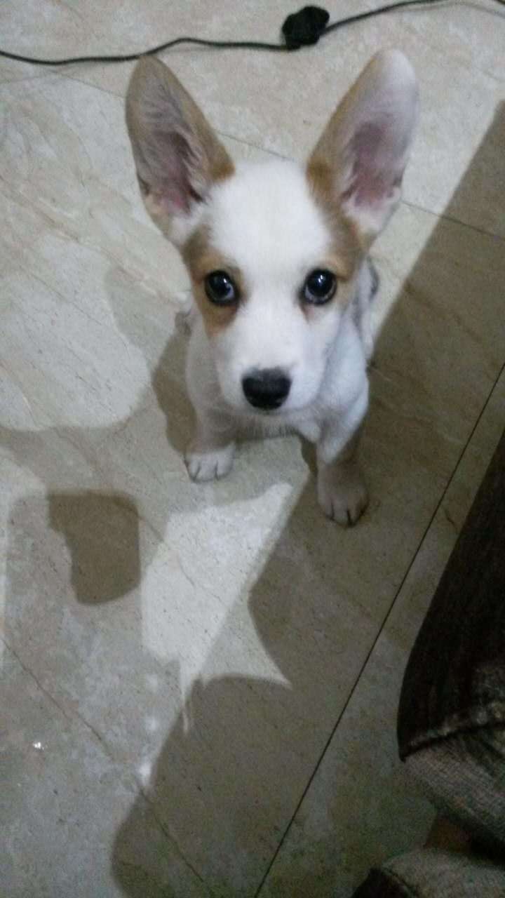 兔子的颜值能低到什么程度?