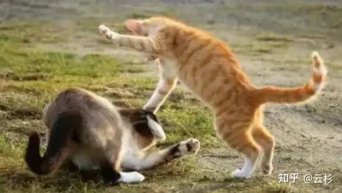 有人说猫是地球上最能忍痛的动物之一，这是真的吗？为什么猫咪这么能忍？