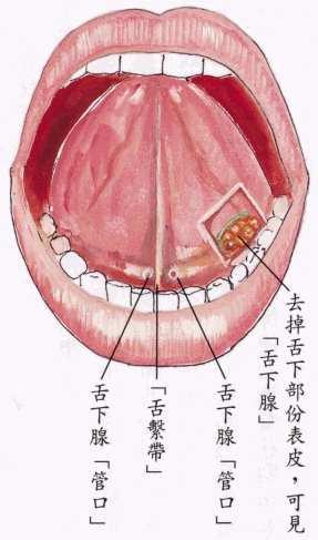唾液腺排入部位图片