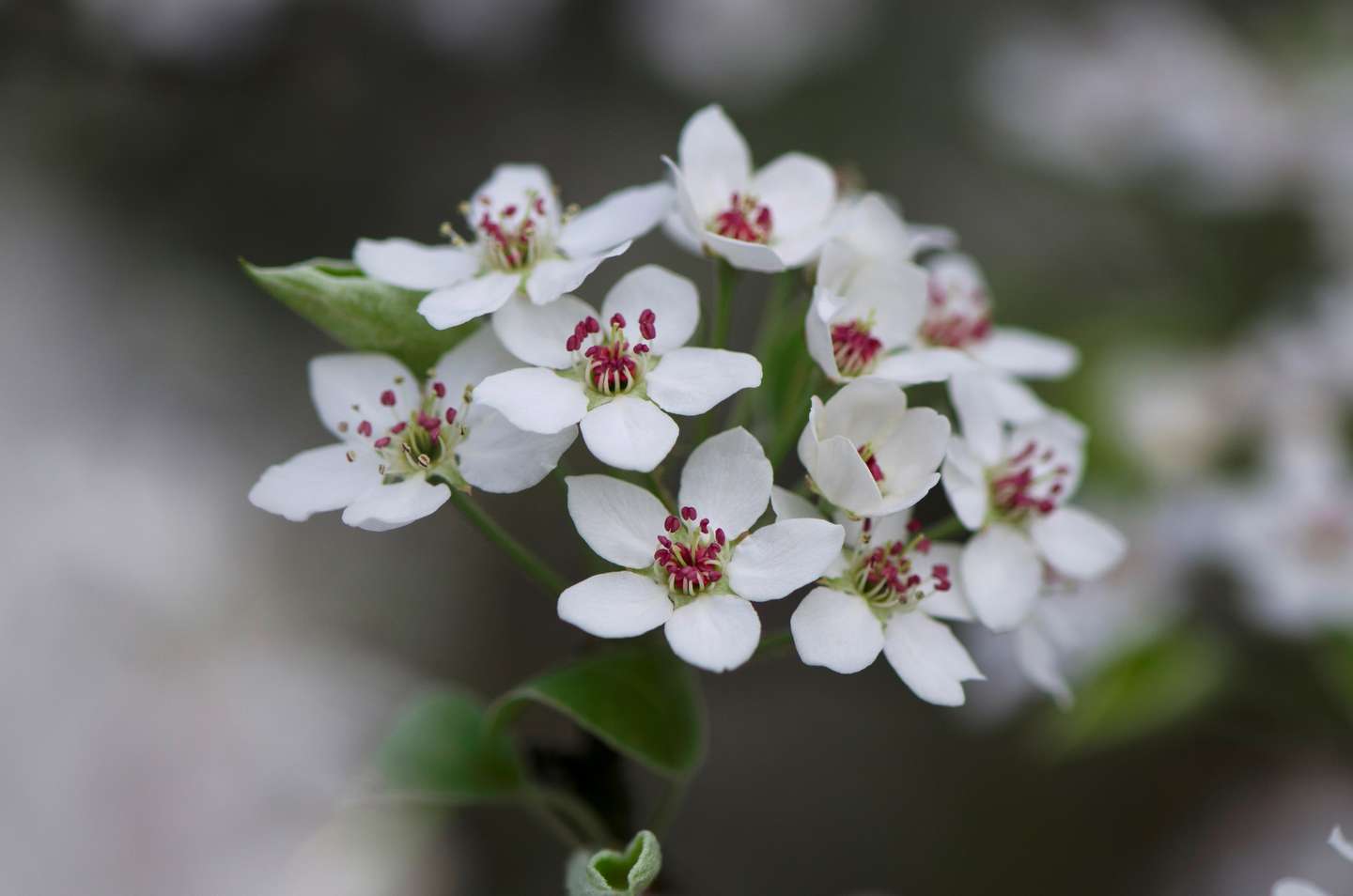 之野知野 春日寻野花 三 知乎