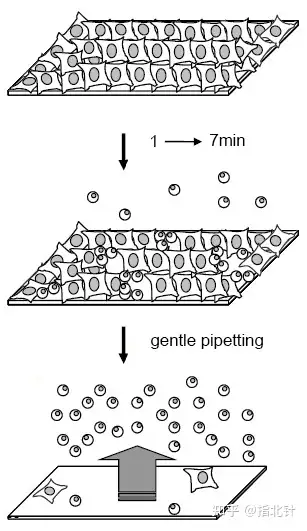 细胞传代——步骤,注意事项,概念解释