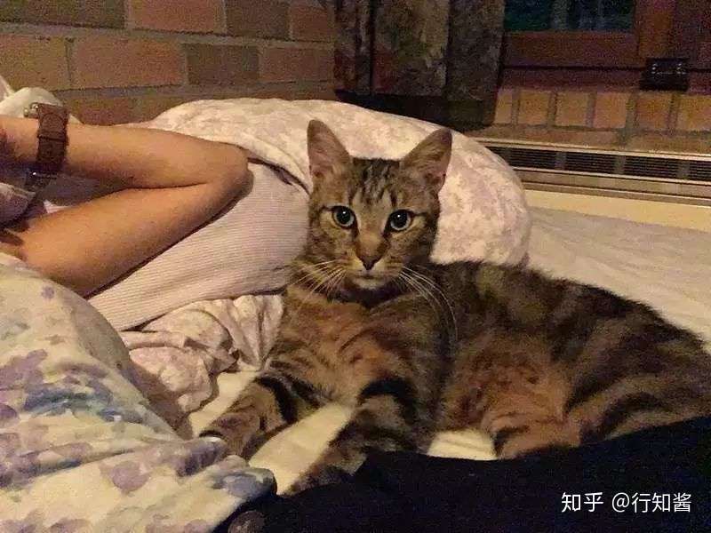 开窗午睡的结果 身边突然躺了一只猫 陪睡服务了解一下 知乎