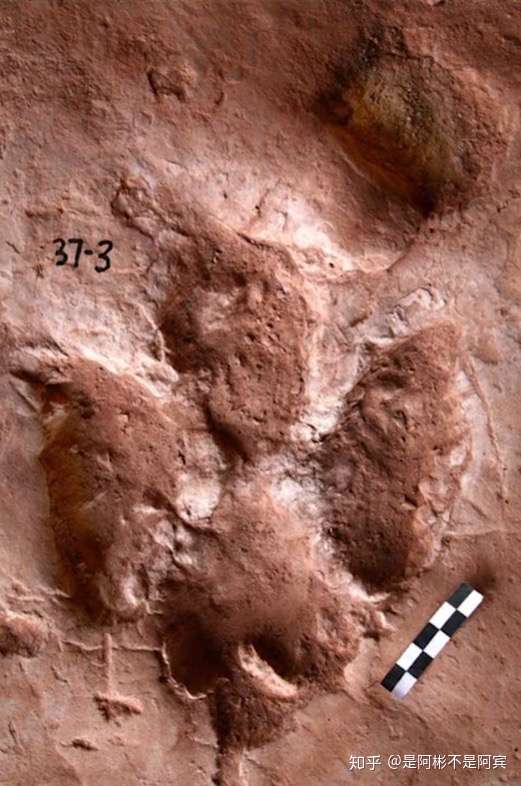 类似莲花形状的鹦鹉嘴龙足迹