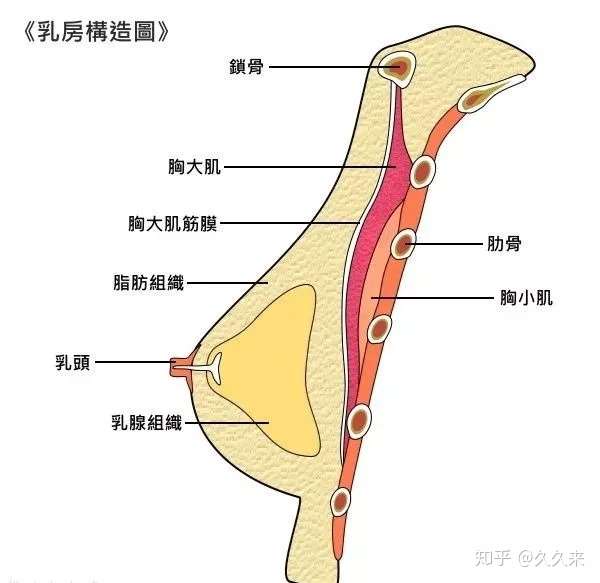乳房的主要构成成员有 乳头, 乳腺组织, 脂肪, 胸大肌筋膜, 胸大肌