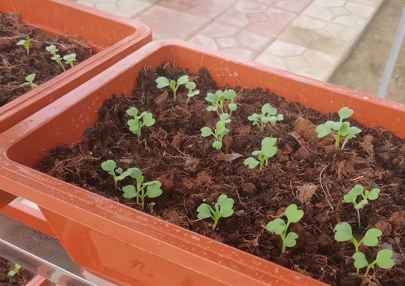 阳台种植青菜 农户如何使用肥料 方法很简单 你做对了吗 知乎